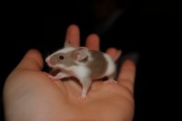 /album/passion-animos/a1-4-jpg/